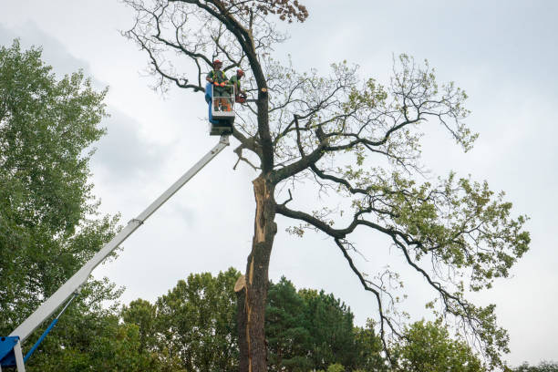 Leaf Removal in Bowman, ND