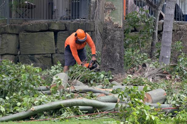 Why Choose Our Tree Removal Services in Bowman, ND?